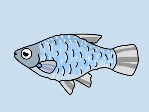 熱帯魚 松かさ病