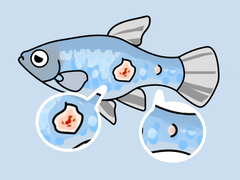 熱帯魚 穴あき病
