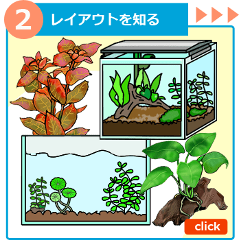 熱帯魚の飼い方２ 水槽レイアウト