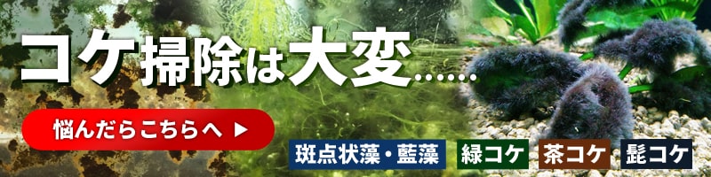 水槽のコケ対策