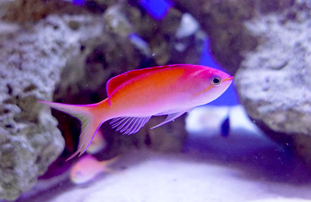 アカネハナゴイ