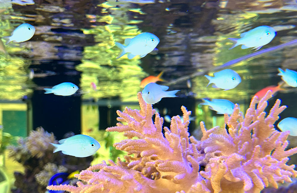 デバスズメダイ