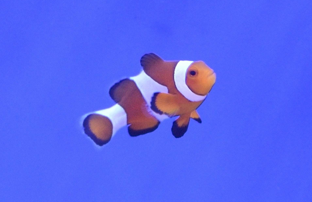 カクレクマノミ