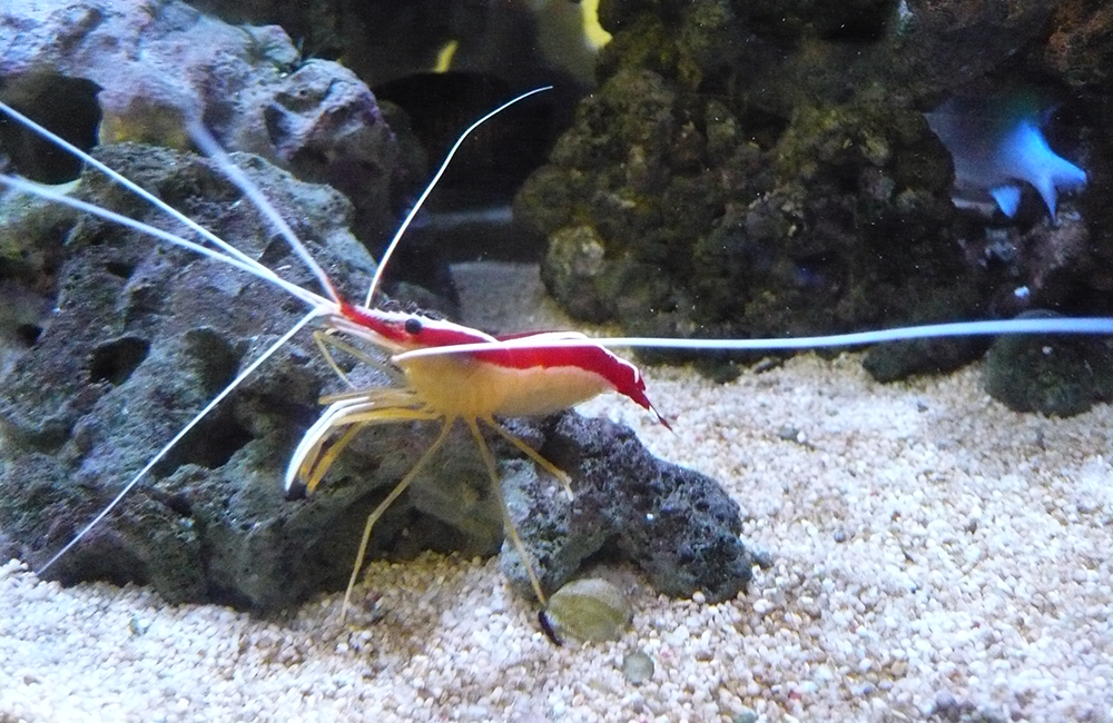 スカンクシュリンプ