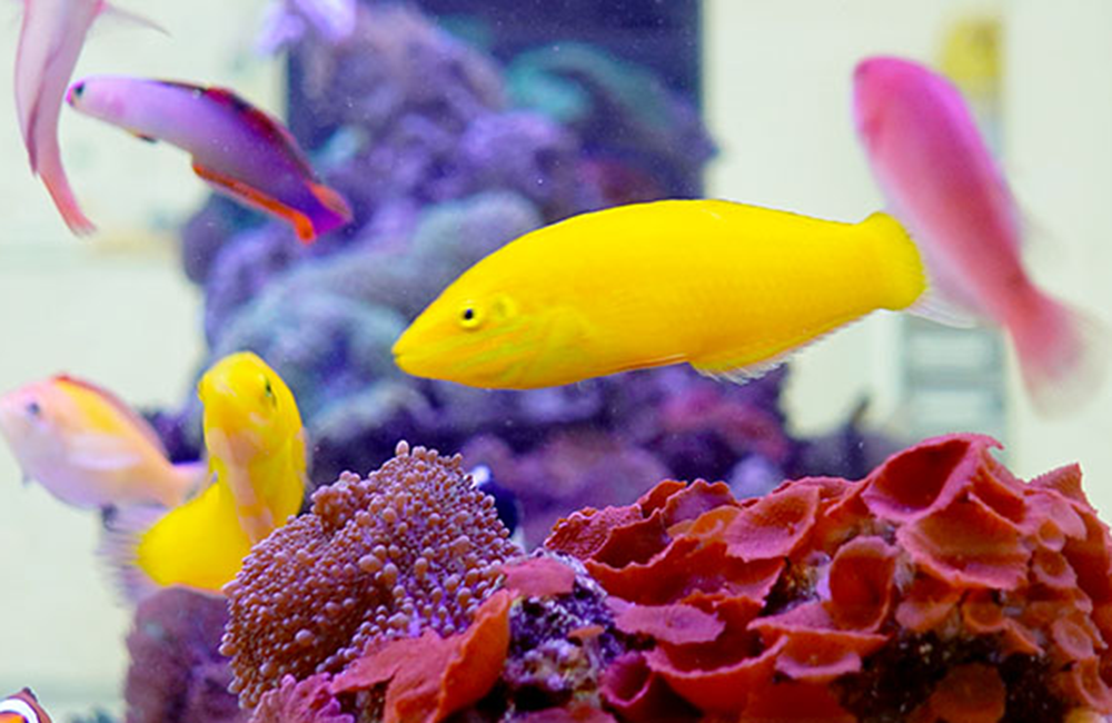 イエローコリス