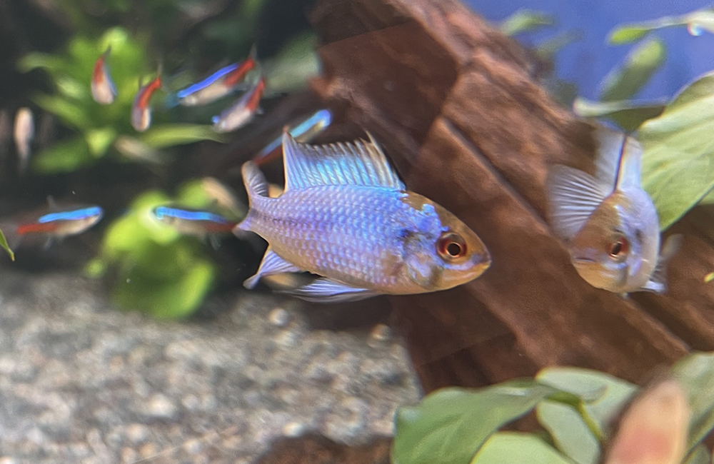 コバルトブルーラミレジィ