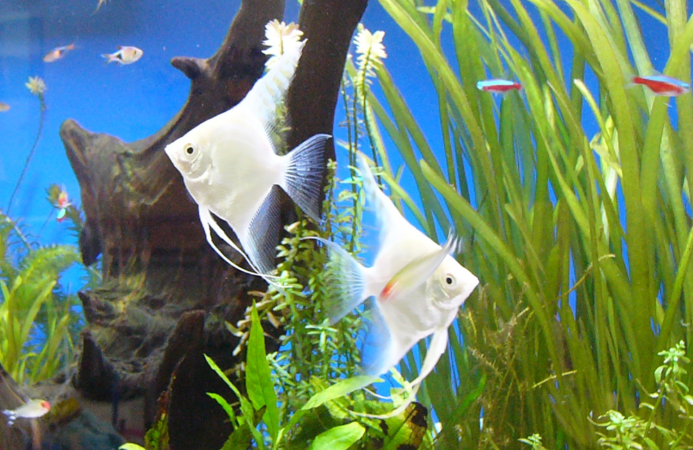 エンゼルフィッシュ