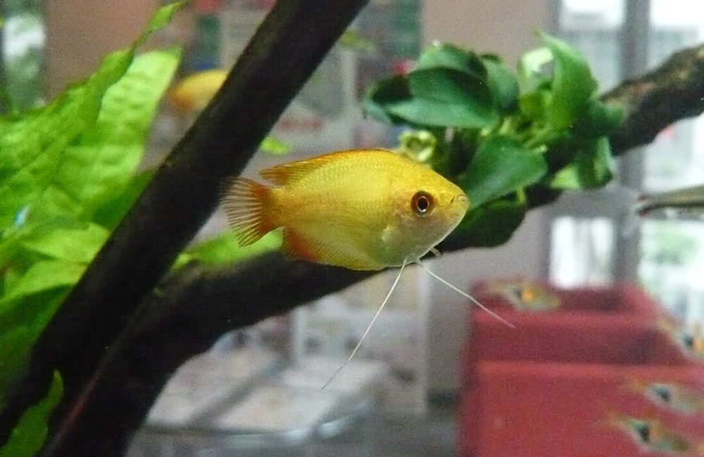 ゴールデンハニードワーフグラミー