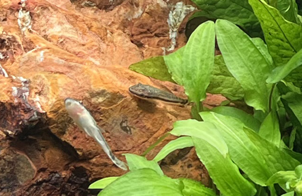 オトシンクルス