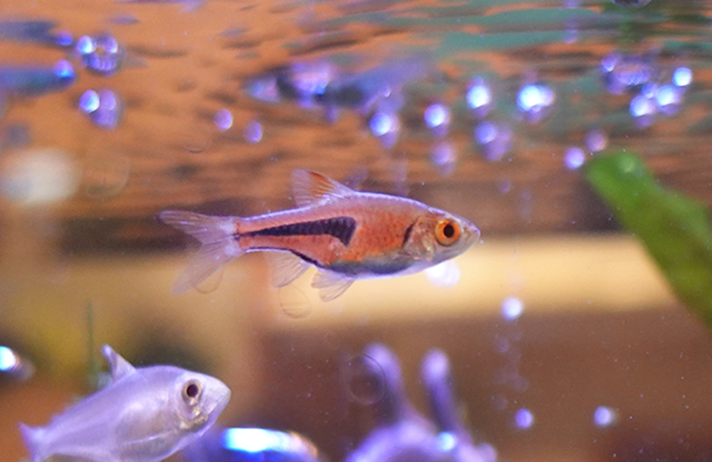 ラスボラエスペイ