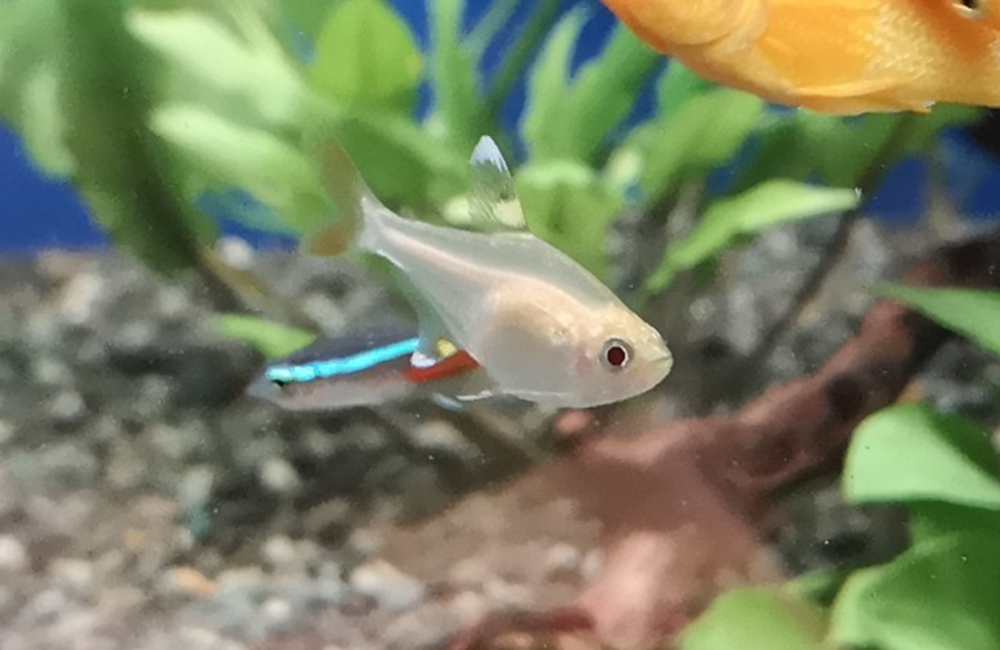 ホワイトプリステラ