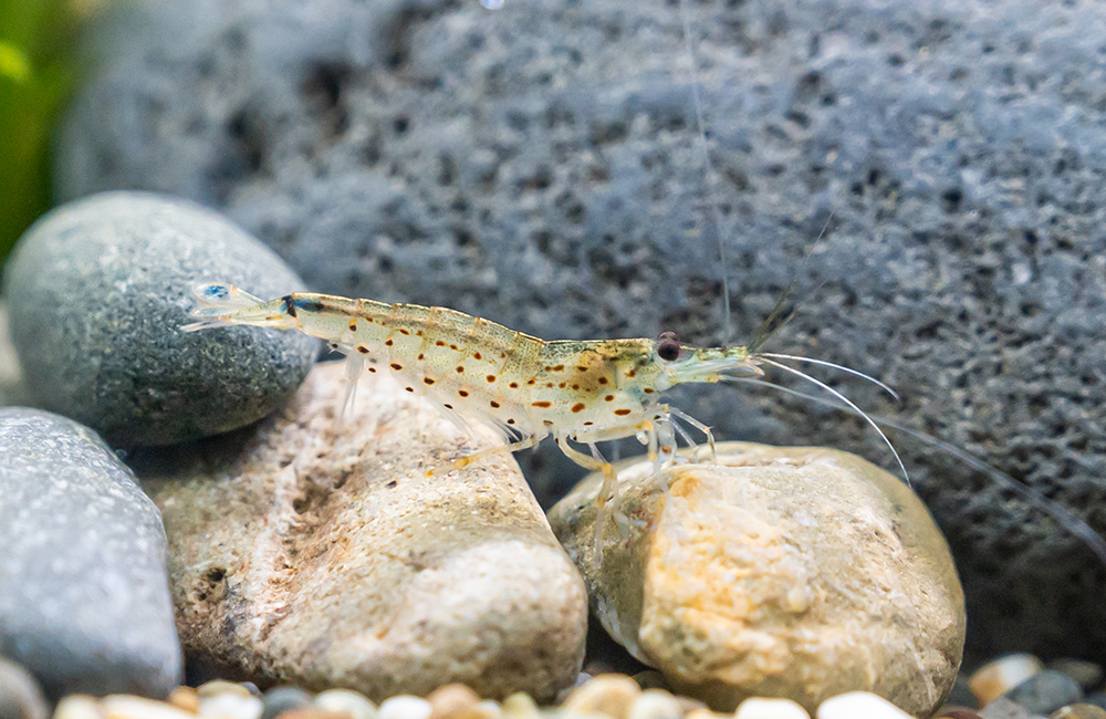 ヤマトヌマエビ