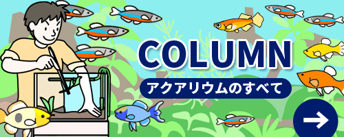 アクアリウムコラム