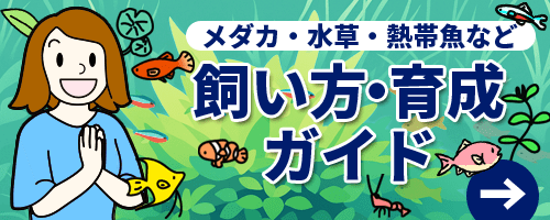 飼い方・育成ガイド
