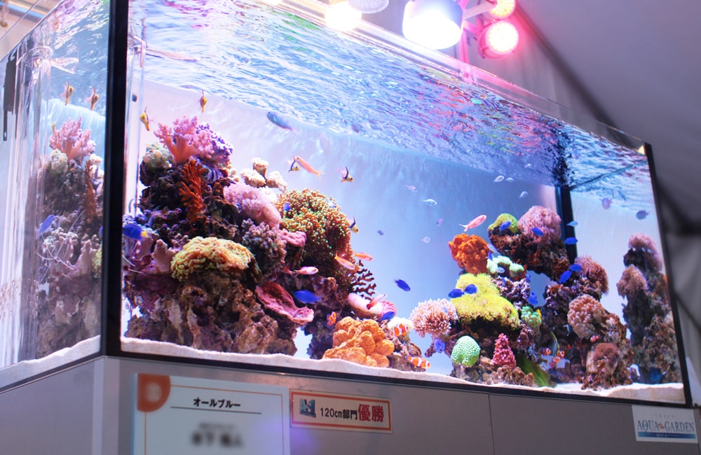 A-1グランプリ2010 120cm部門 優勝