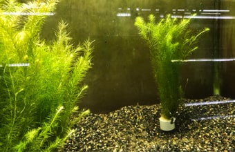 水槽 コケ 対処方法