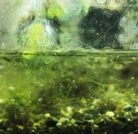 水槽 緑コケ