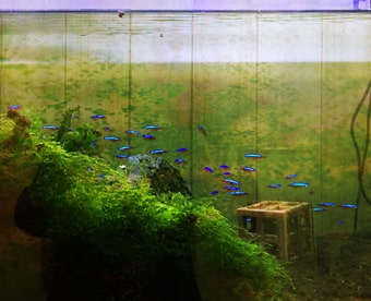 斑点状藻 対処法