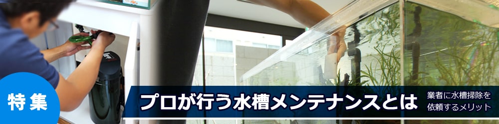 プロがおこなう水槽メンテナンスとは