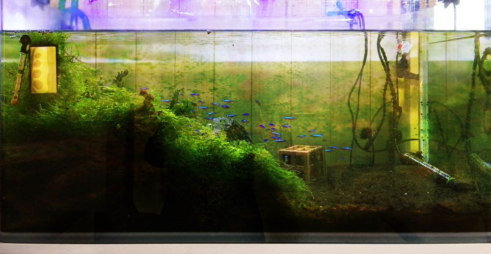 コケ掃除 ビフォーアフター 掃除前