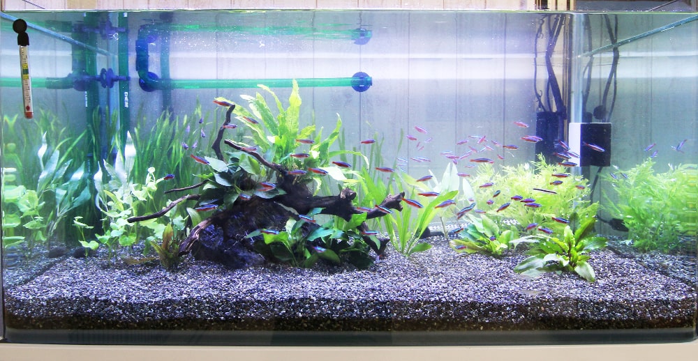 コケ掃除 ビフォーアフター 掃除後