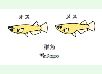 メダカ オスメスの見分け方