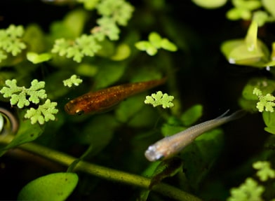 メダカの選び方