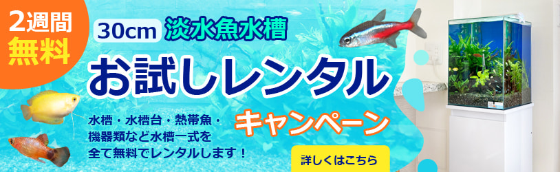 水槽レンタル2週間無料お試しキャンペーン