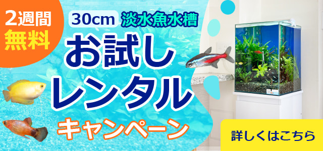 水槽お試しレンタルキャンペーンについてはこちら