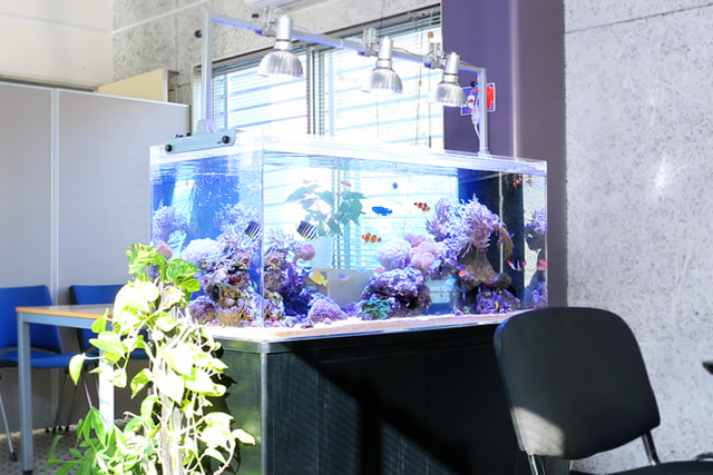 120cm海水魚水槽