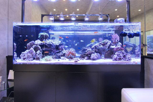 150cm海水魚水槽