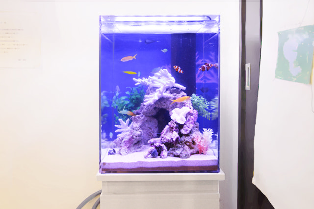 30cm海水魚水槽 レンタル リース 料金