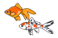 金魚