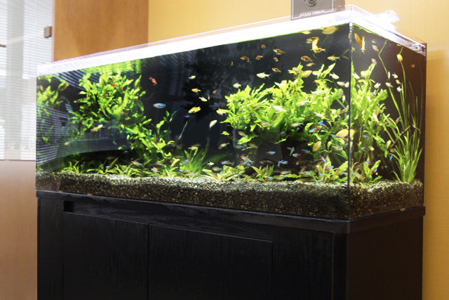 120cm淡水魚水槽 レンタル リース 料金