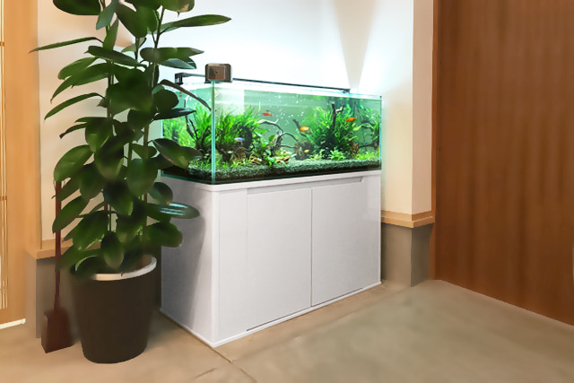 120cm淡水魚水槽