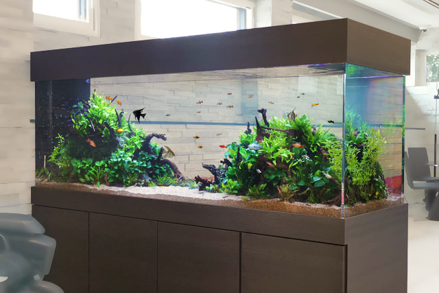 150cm淡水魚水槽