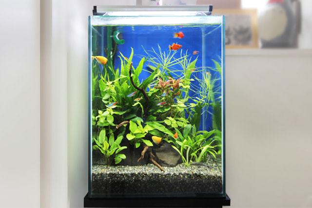 30cm淡水魚水槽 レンタル リース 料金