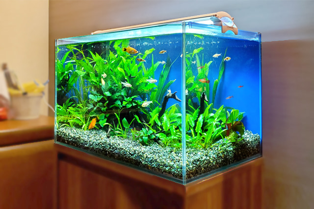 45cm淡水魚水槽 レンタル リース 料金