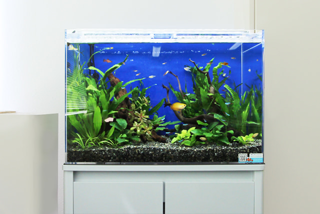 60cm淡水魚水槽 レンタル リース 料金