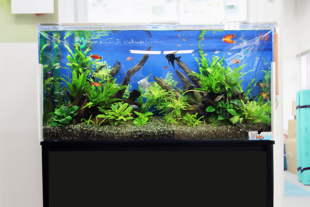 90cm淡水魚水槽 レンタル リース 料金