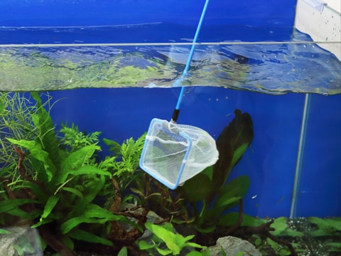 水槽レンタル Ｑ＆Ａ 魚が死ぬ