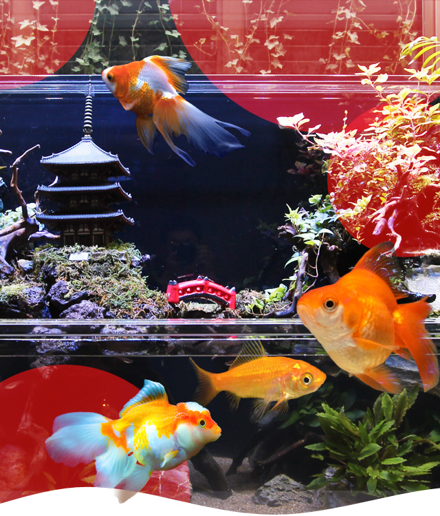 金魚水槽レンタルサービス
