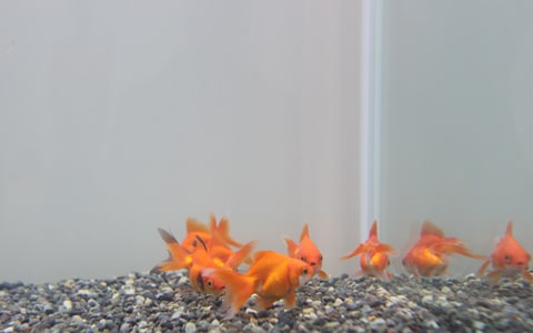 金魚水槽レンタル トラブル 対応