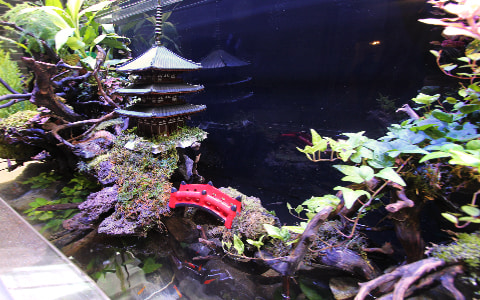 金魚水槽レンタル インバウンド 和風