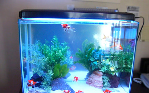 金魚水槽レンタル 上部フィルター