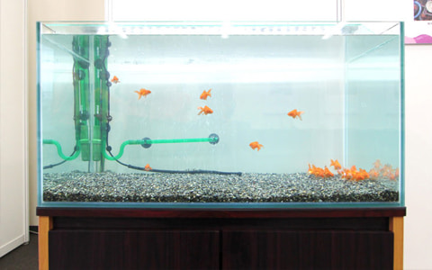 金魚水槽 事例