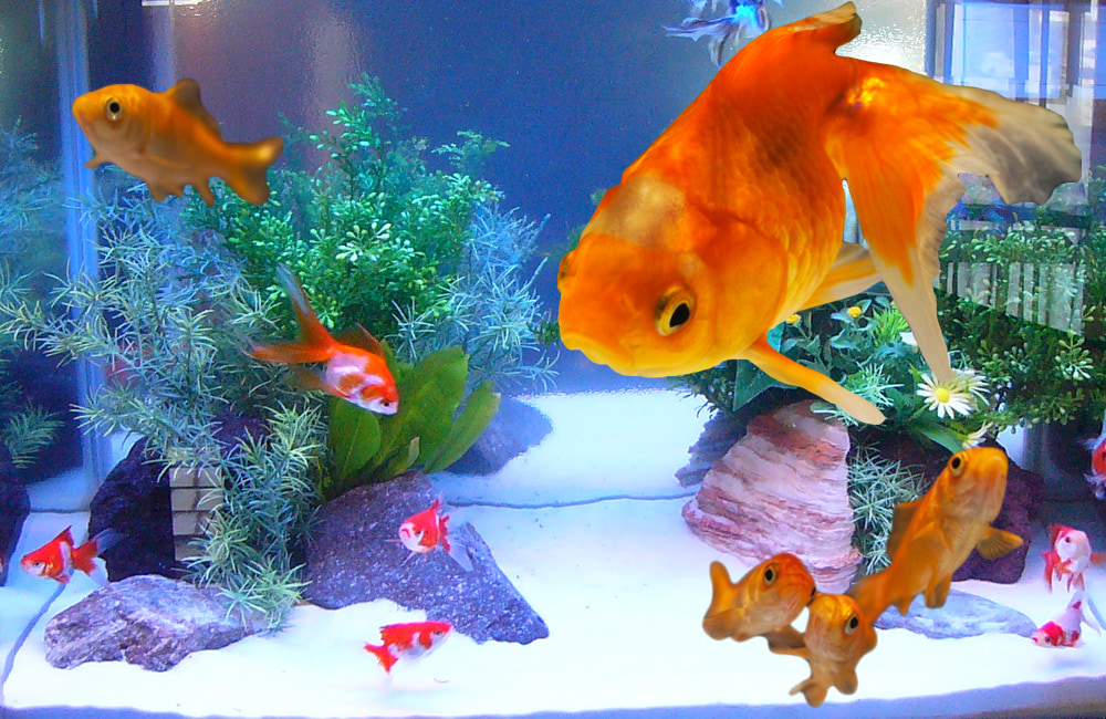 金魚水槽の事例一覧はこちら