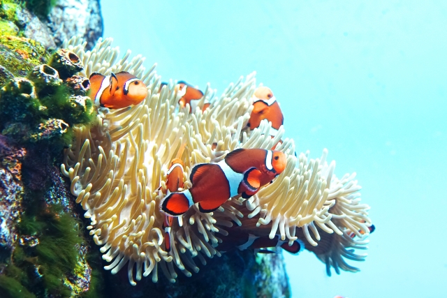 水槽レンタル Ｑ＆Ａ イソギンチャク