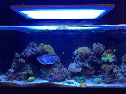 水槽レンタル Ｑ＆Ａ 照明点灯時間