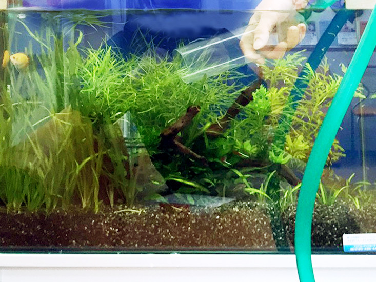 水槽レンタル Ｑ＆Ａ メンテナンス 熱帯魚